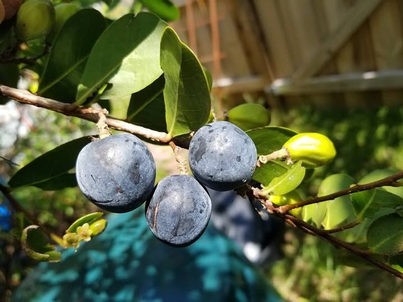 Cocoplum For Dense Green Privacy