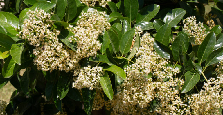 Florida Privacy Plants To Add In April