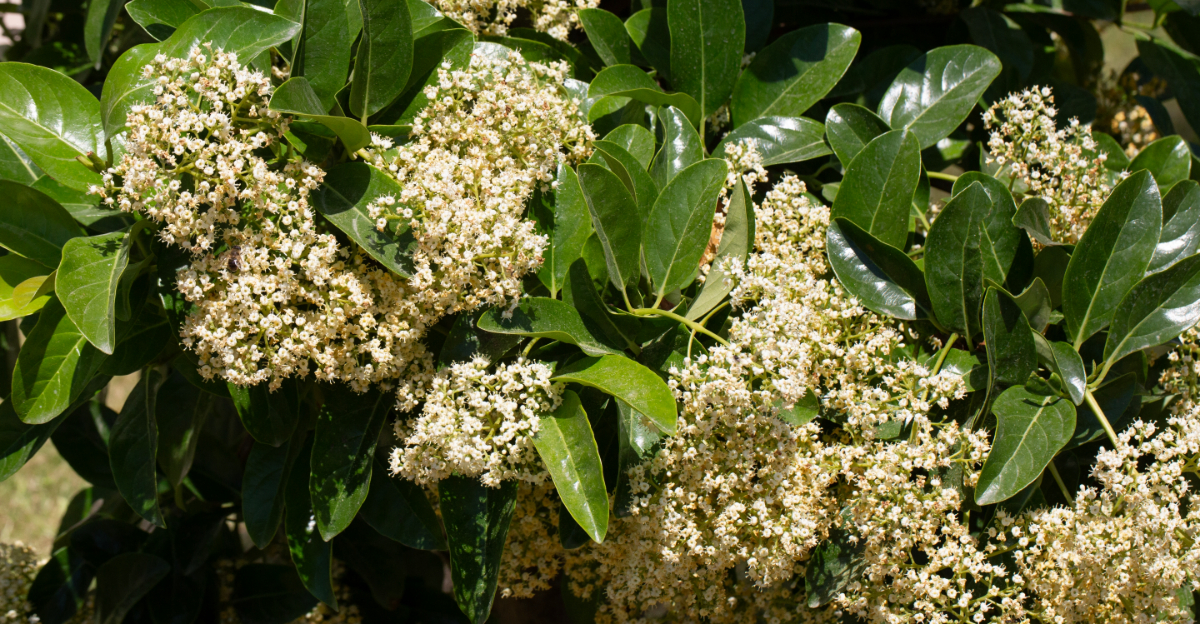 Florida Privacy Plants To Add In April