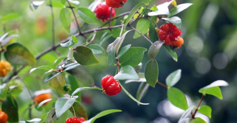 surinam cherry