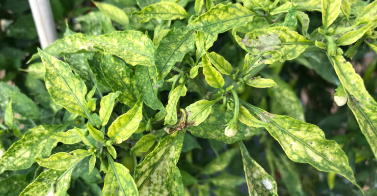 Florida Spring Diagnosis Guide For Common Leaf Problems