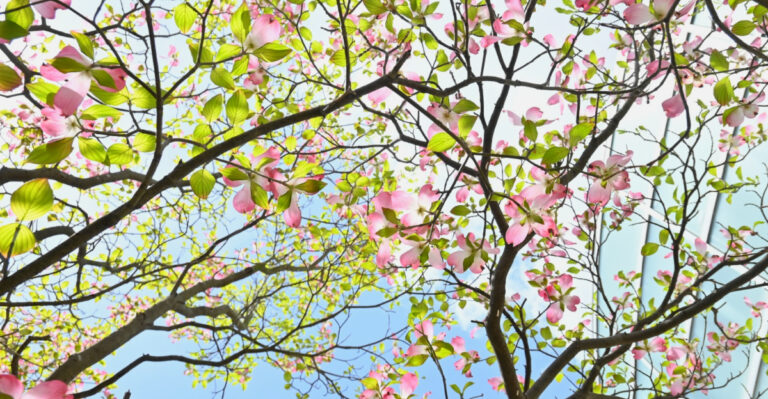 Florida Trees You Should Never Prune In April