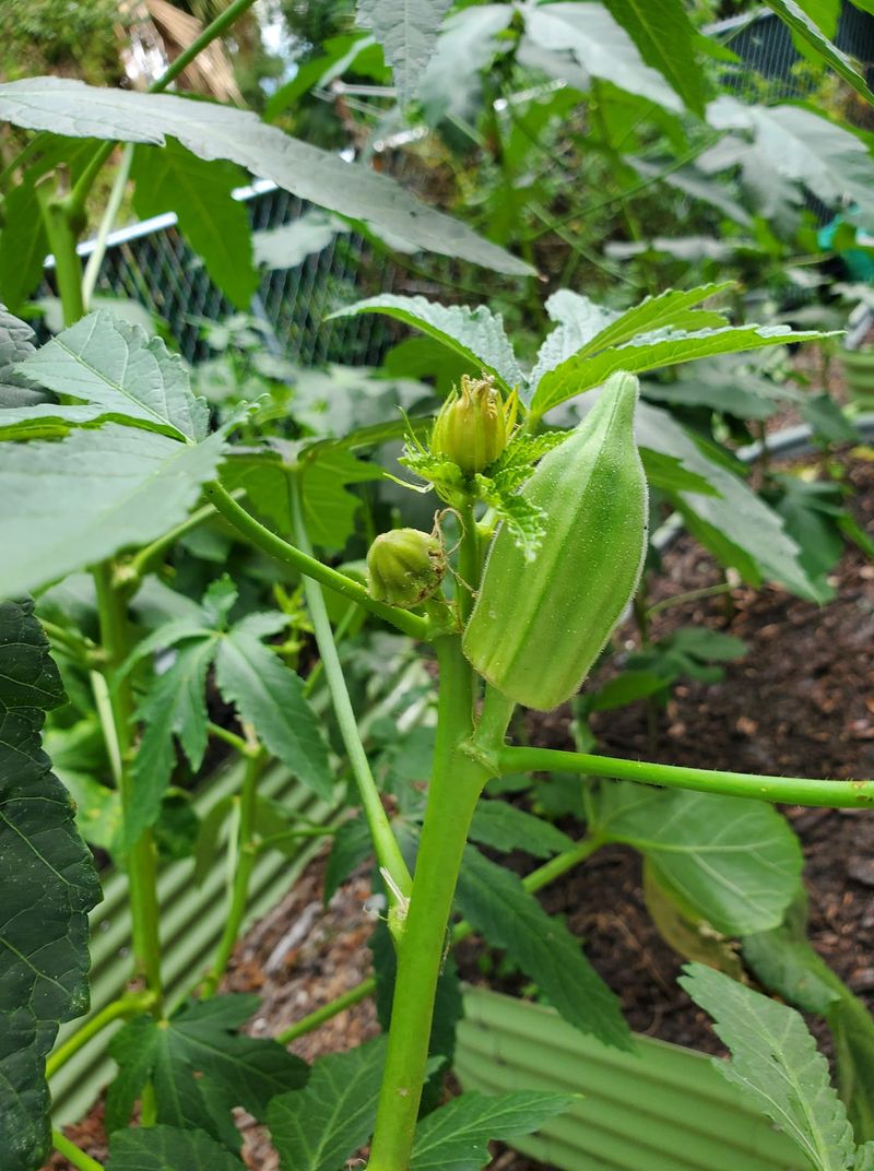 Okra Thrives In Florida's Summer Heat
