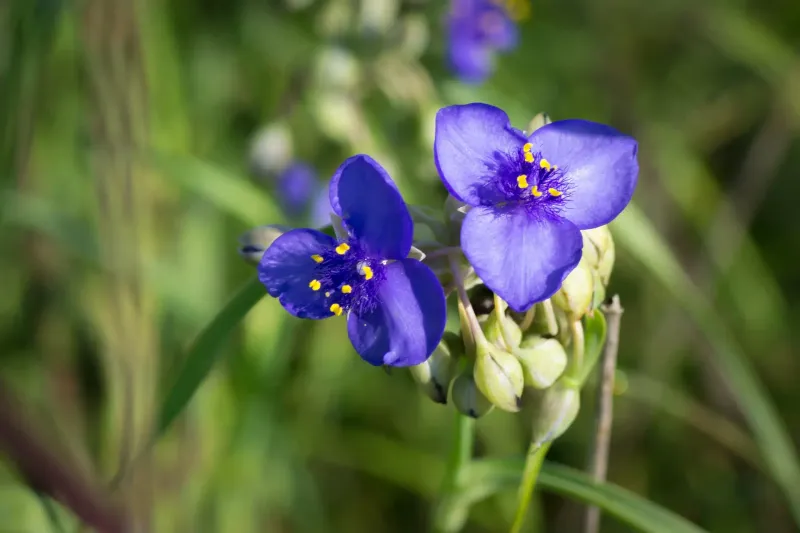 Spiderwort Handles Shade And Heat Without Fuss