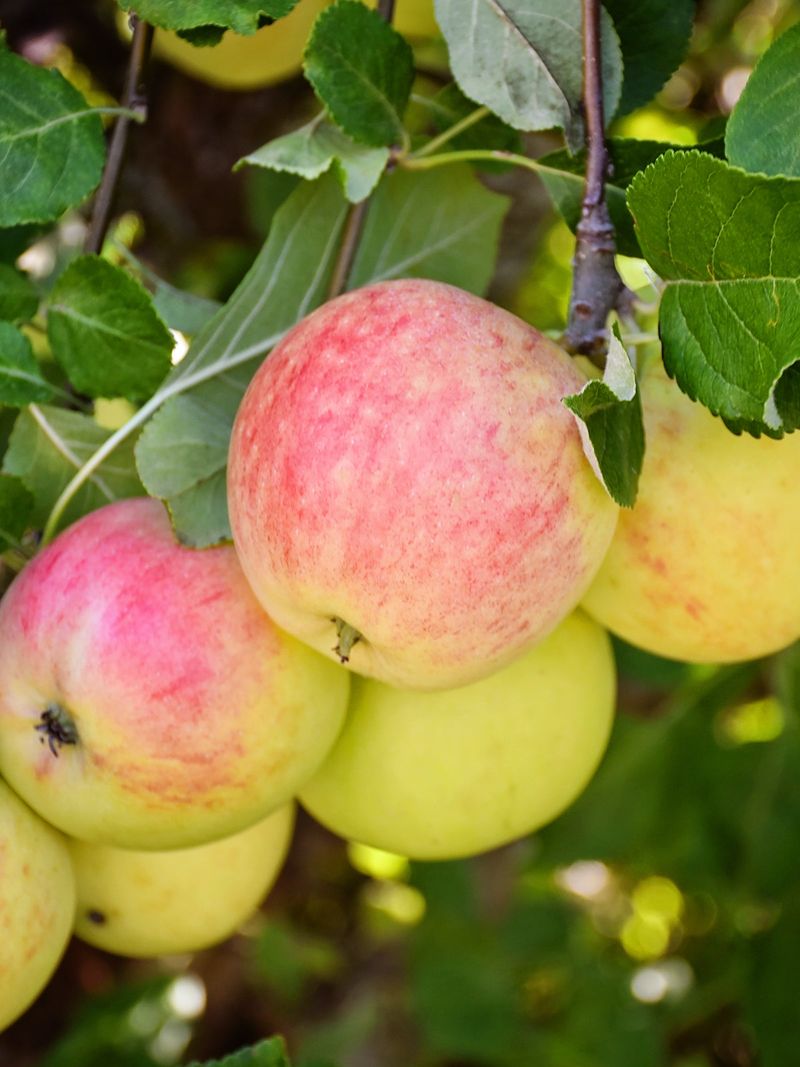 Only A Few Low-Chill Apple Varieties Grow Well In Florida