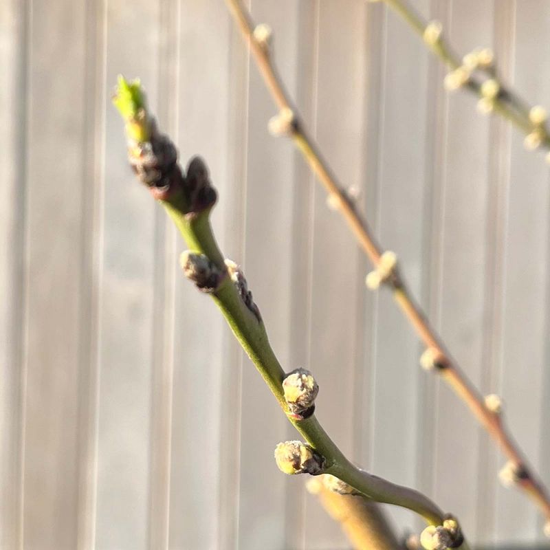 Tight Buds Tolerate Cold Better Than Open Ones