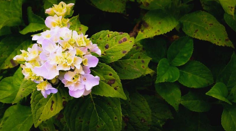 Swollen Buds Are Way More Sensitive Than Dormant Ones
