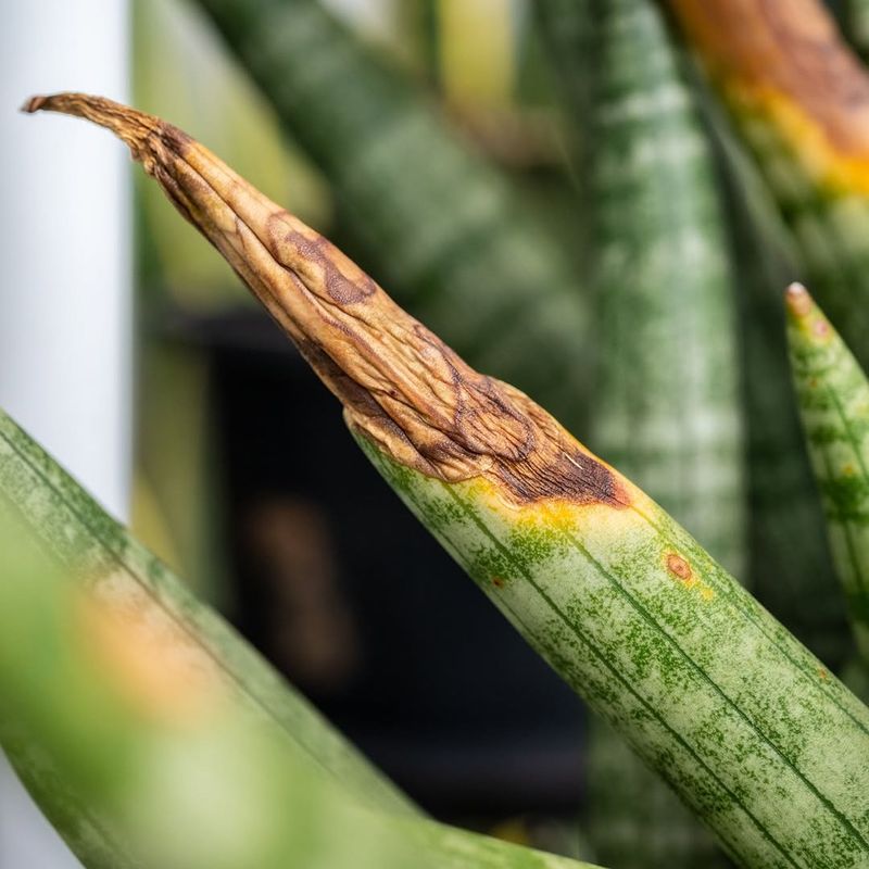 Foliage Looks Dull, Faded, Or Dusty