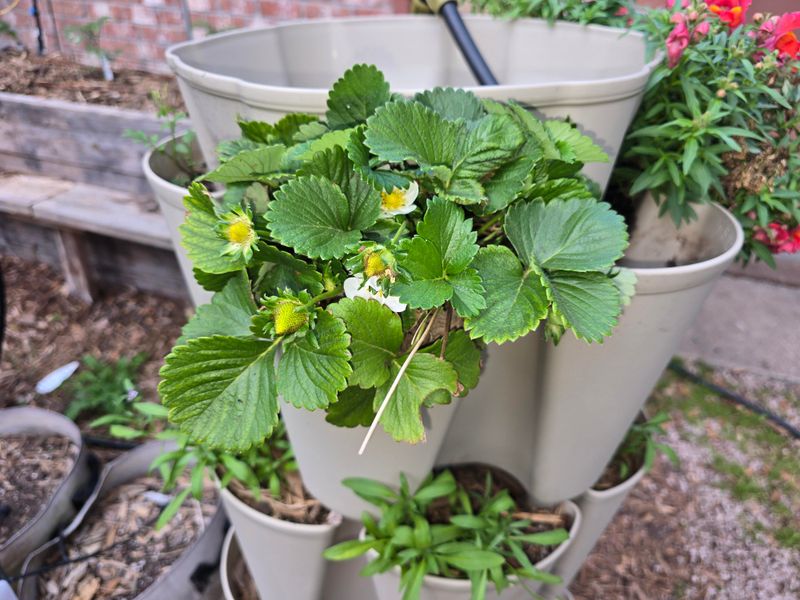 Container Plants Need Regular Nutrients