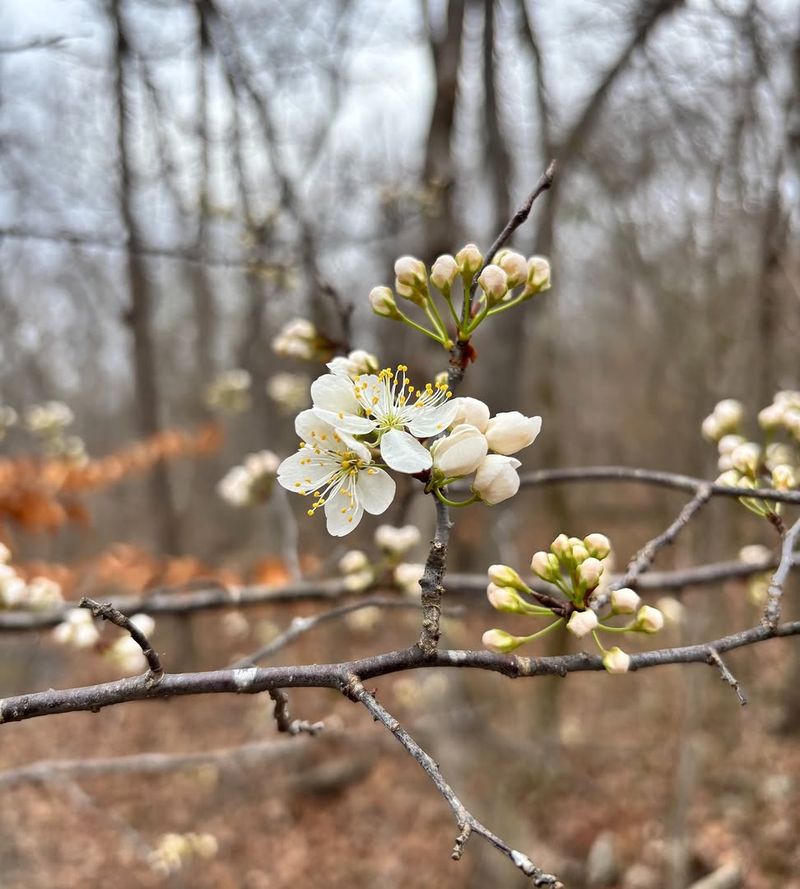 Redbud Is Best Shaped Once Its Spring Flowers Drop
