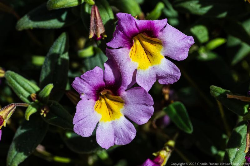Monkeyflower