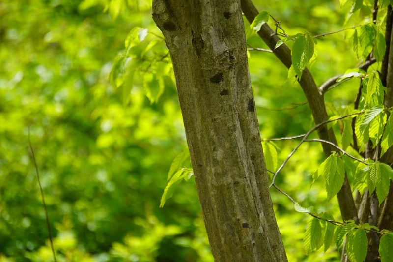 American Hornbeam 