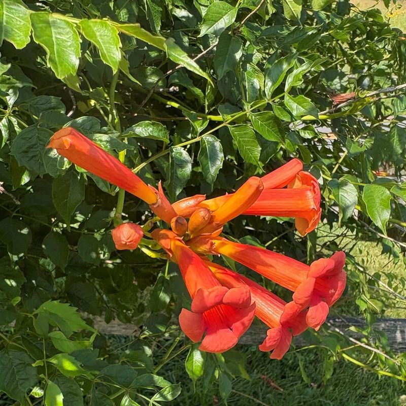 Trumpet Honeysuckle Draws Orioles In Fast