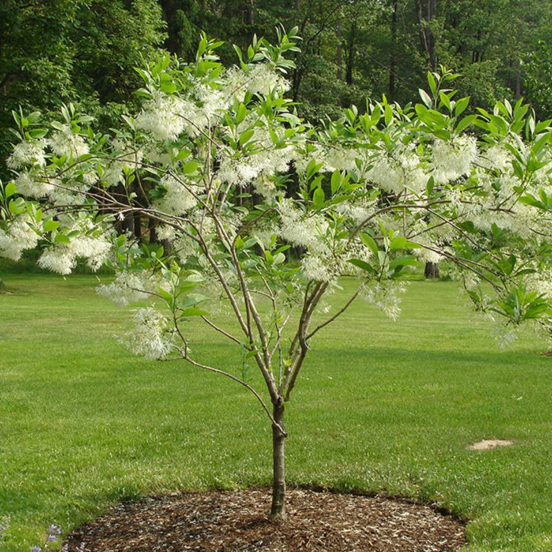 Fringe Tree Offers Soft Blooms And Native Charm