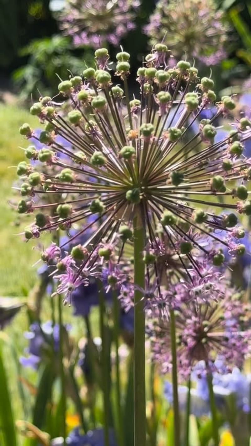 Allium And Salvia