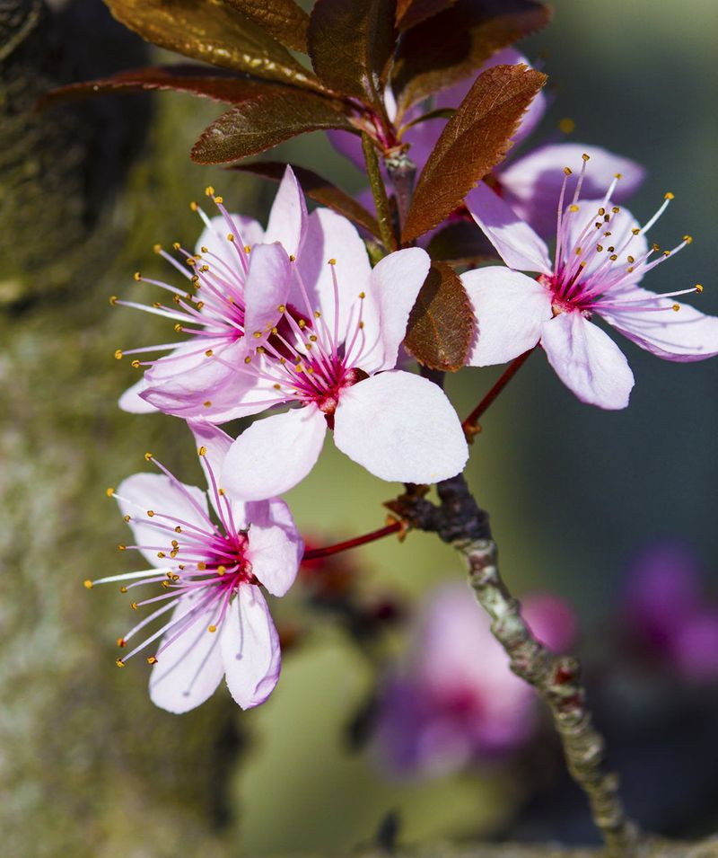 Flowering Plum Benefits From A Post-Bloom Cleanup