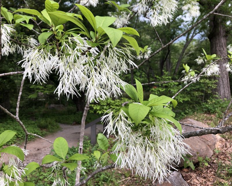 American Fringetree (Chionanthus virginicus)