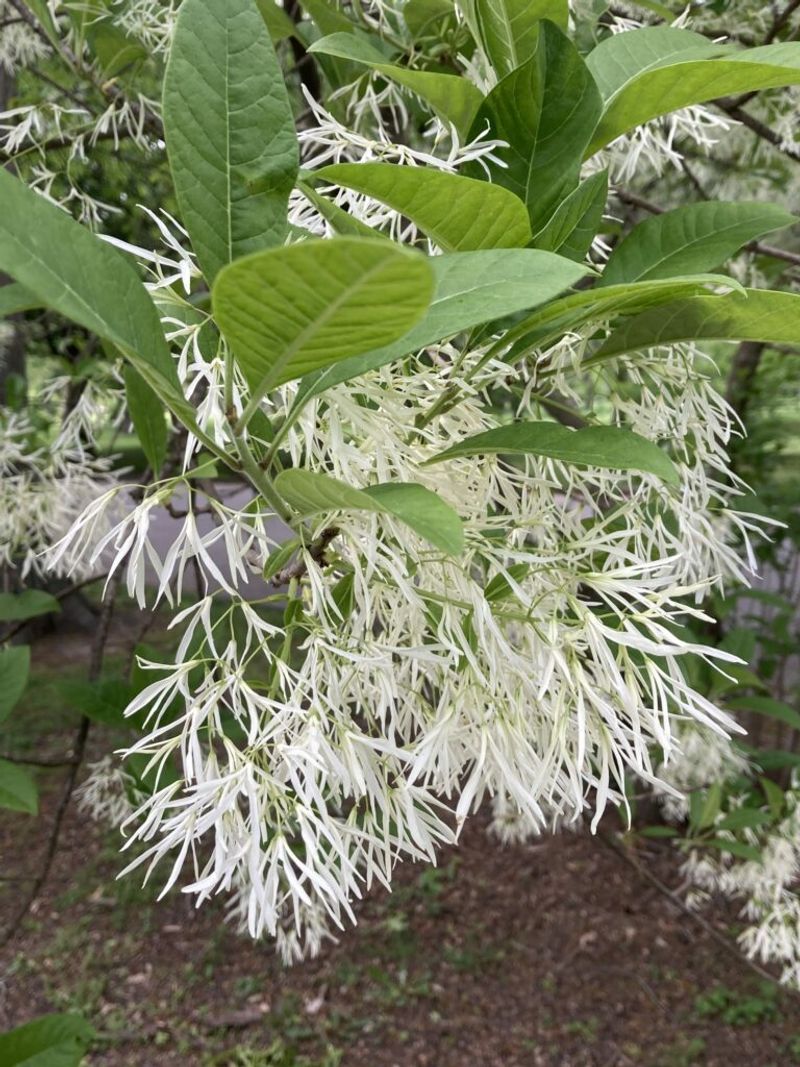 American Fringetree (Chionanthus virginicus)