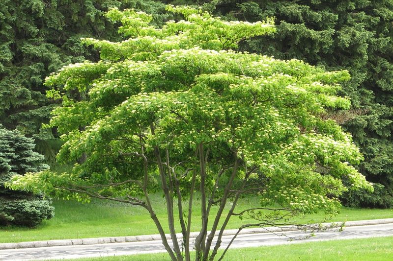 Pagoda Dogwood (Cornus alternifolia)