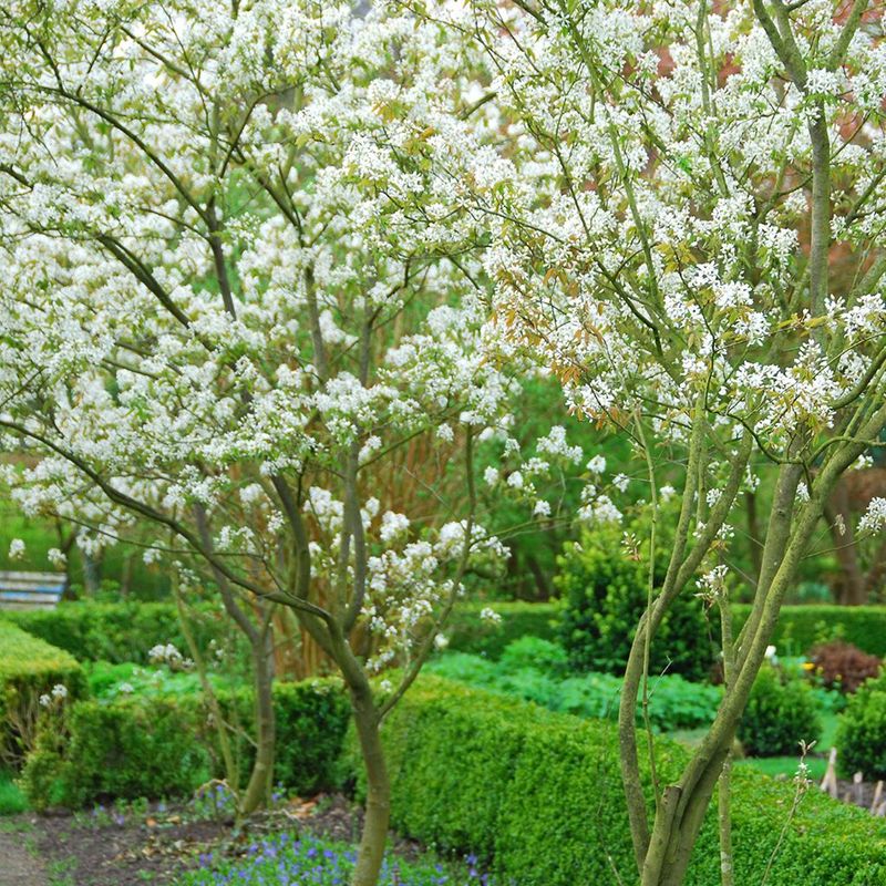 Downy Serviceberry (Amelanchier arborea)