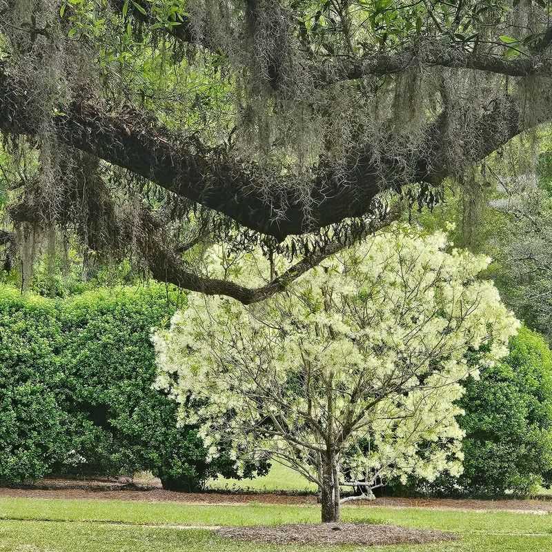 Fringe Tree (Chionanthus virginicus)
