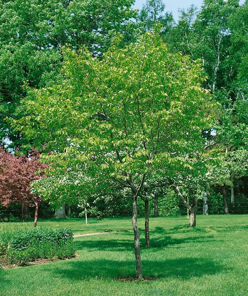 American Hornbeam Stands Out With Unique Bark