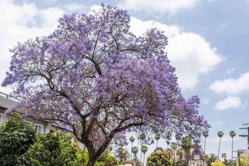 Jacaranda Pruning Can Affect Spring And Summer Blooms
