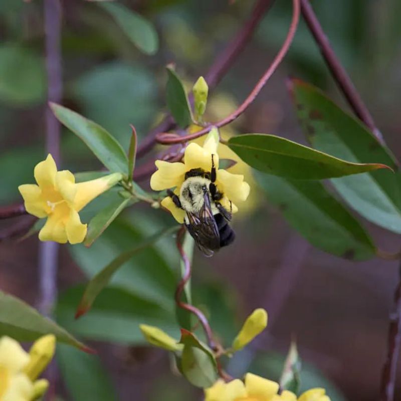 Carolina Jessamine Offers Early Nectar For Bees
