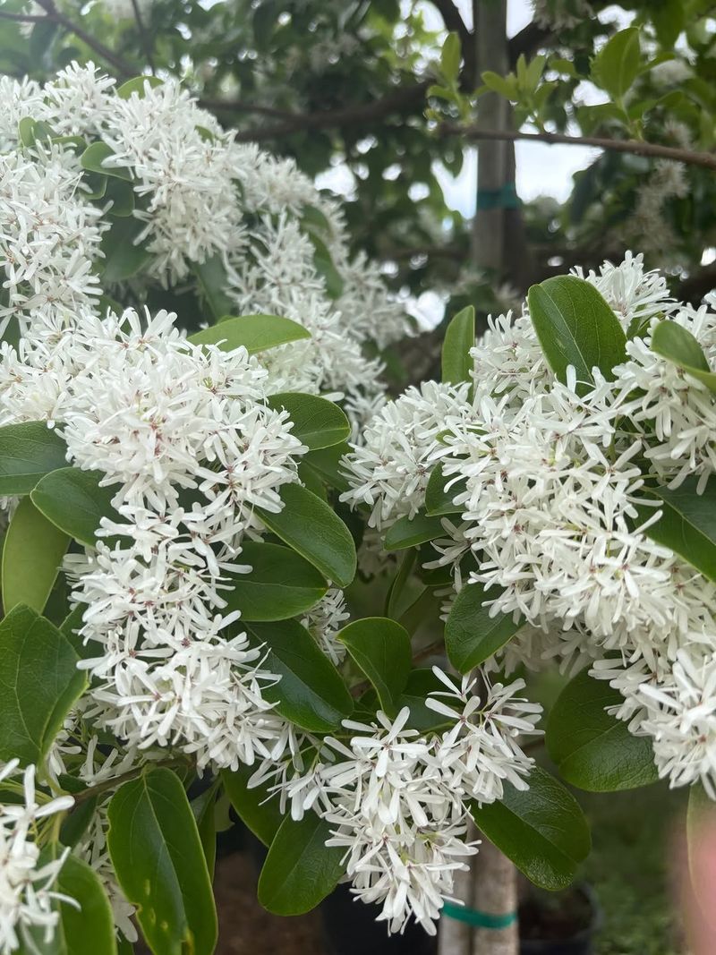 Fringe Tree Covered In Soft, Fringe-Like Spring Flowers