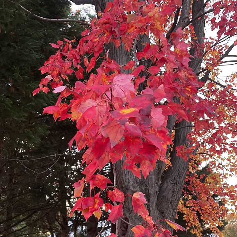 Red Maple 