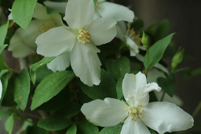 Mock Orange Stays Fuller And Fresher With Smart Pruning