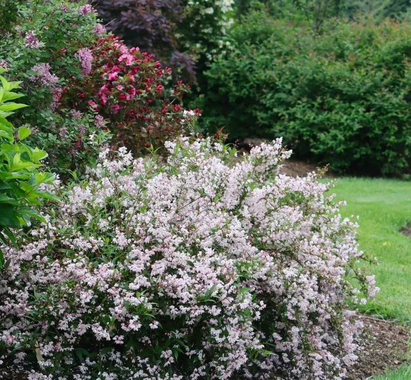 Deutzia That Benefits From Light Shaping