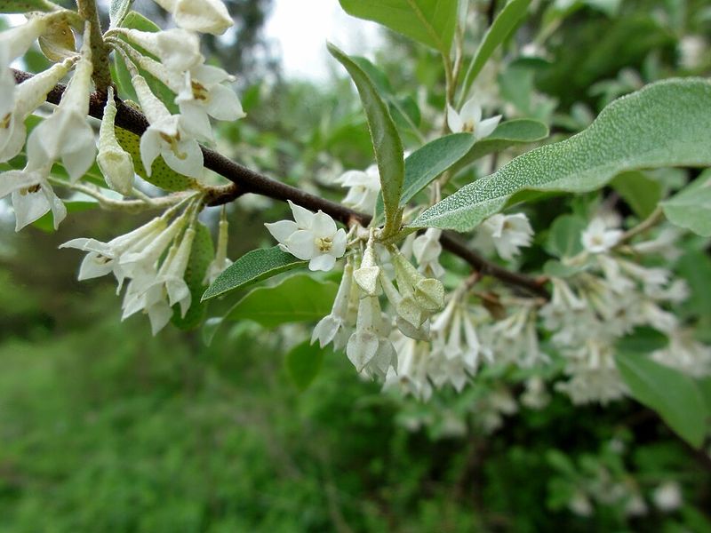 Autumn Olive Forms Silvery Growth Along Edges