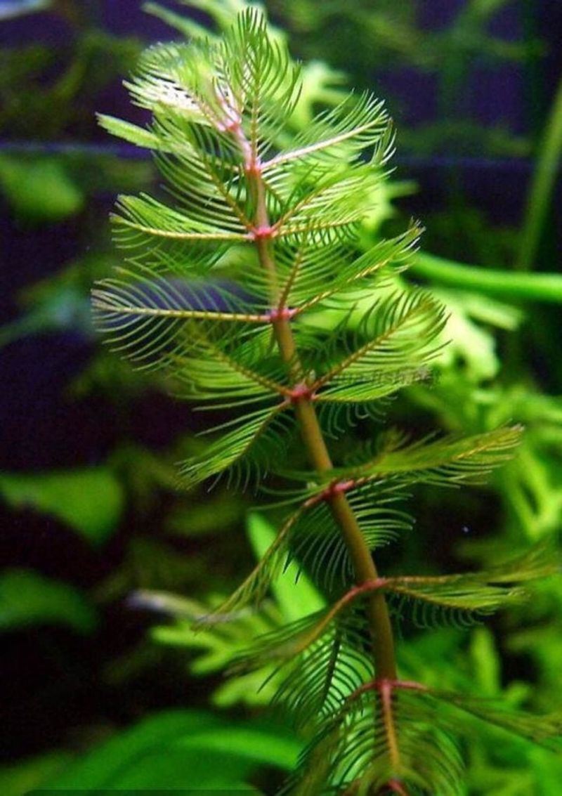 Eurasian Watermilfoil (Myriophyllum spicatum)