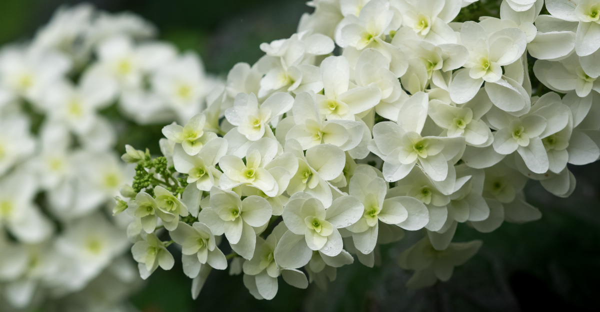 Flowering Shrubs That Thrive In North Carolina Without Constant Care