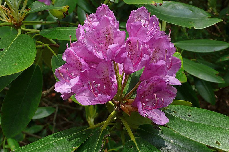 Catawba Rhododendron (Rhododendron Catawbiense)