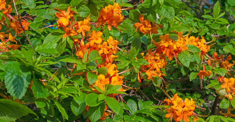 orange flower shrub