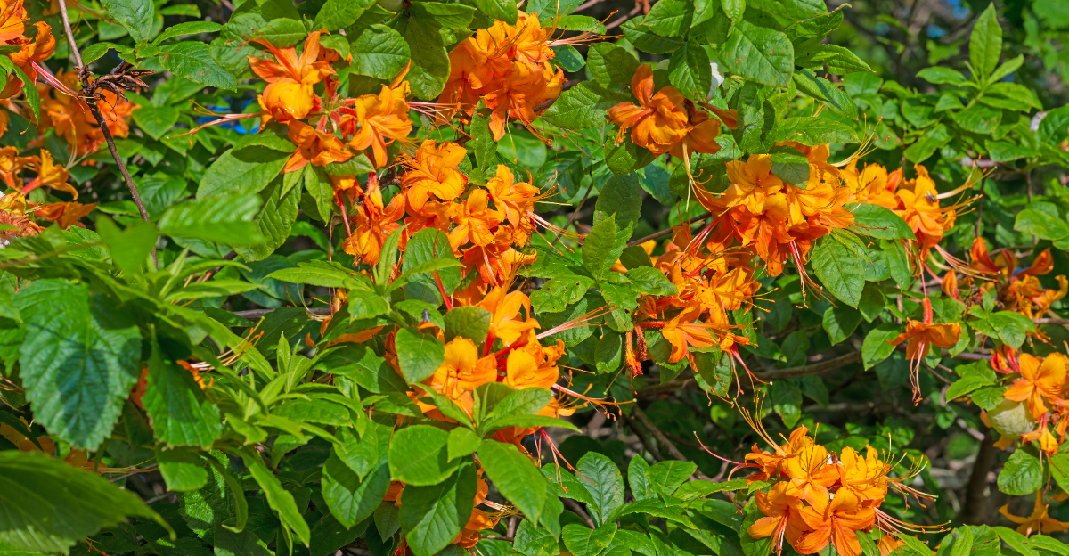 orange flower shrub