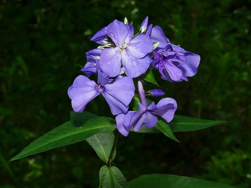 White Phlox Stands Out In Low Light And Evening Gardens