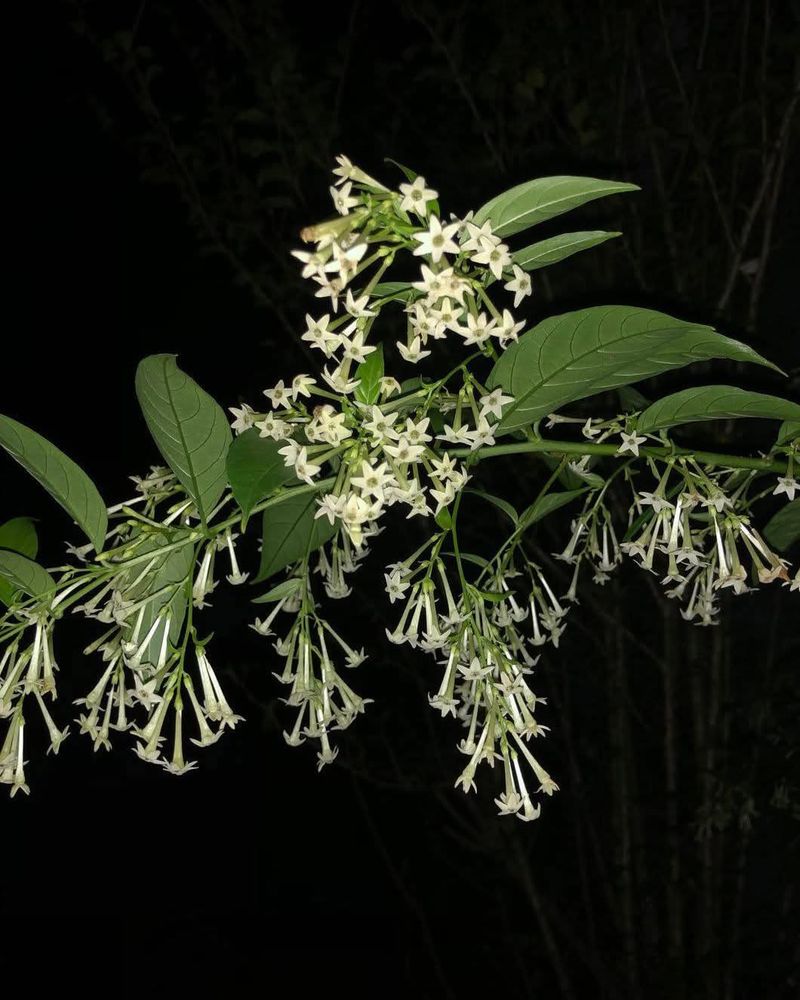 Night-Blooming Jessamine
