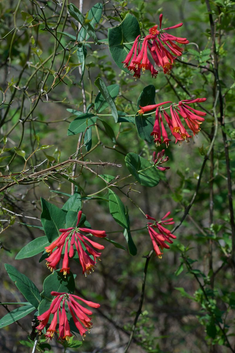 Trumpet Honeysuckle (Lonicera sempervirens)