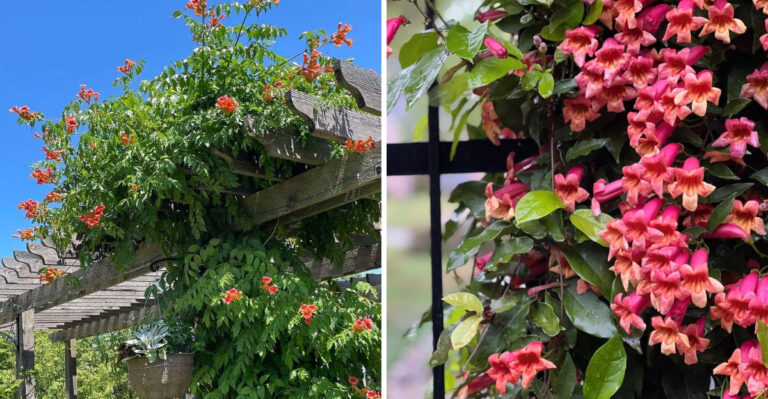 Flowering Vines That Actually Work Well In Western North Carolina Gardens