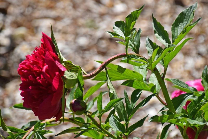 Foliage May Darken Or Collapse After Frost