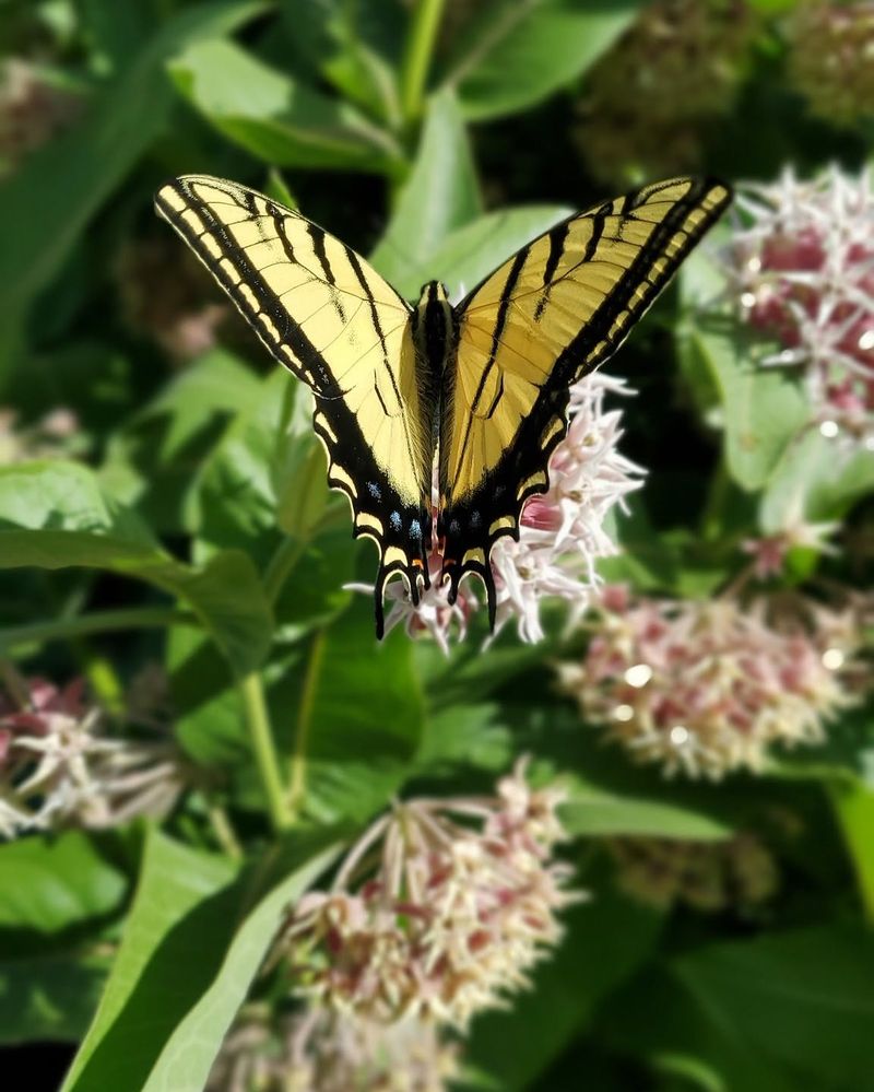 Showy Milkweed Powering Monarch Visits