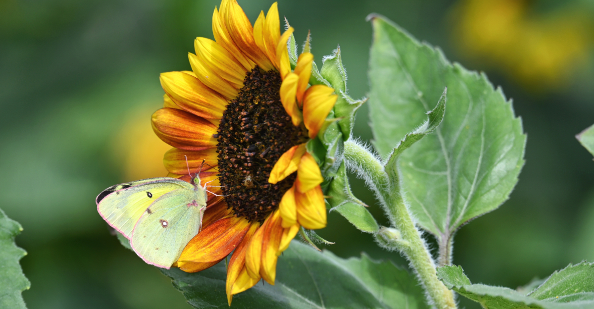 Flowers Eastern Oregon Gardeners Should Plant For More Butterflies