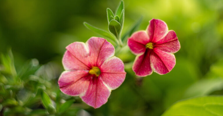 Flowers For Oregon Gardens That Bloom All Spring And Summer