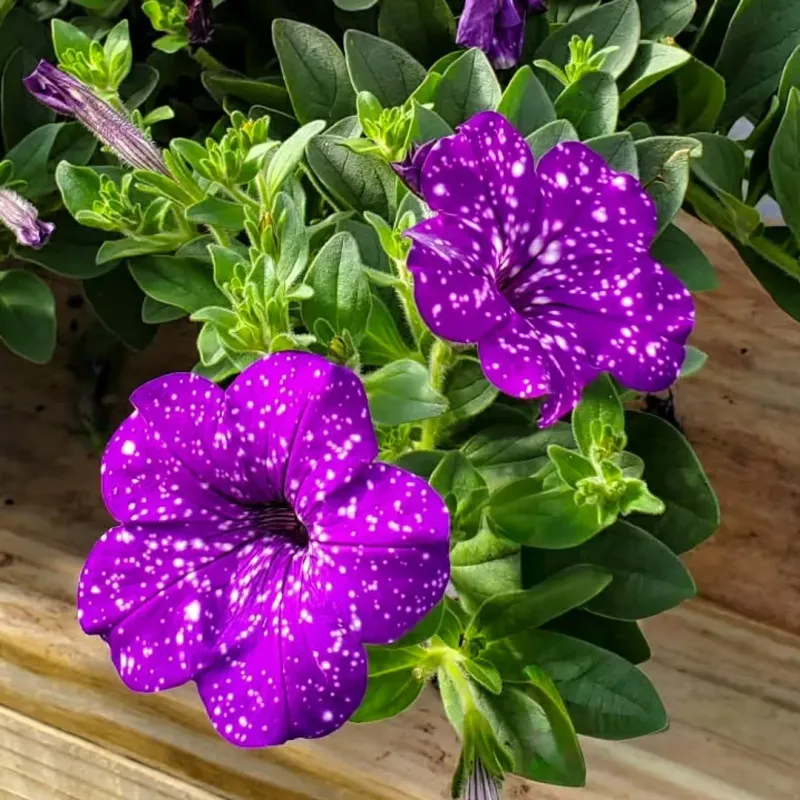 Petunia Delivers Nonstop Color In Sunny Beds