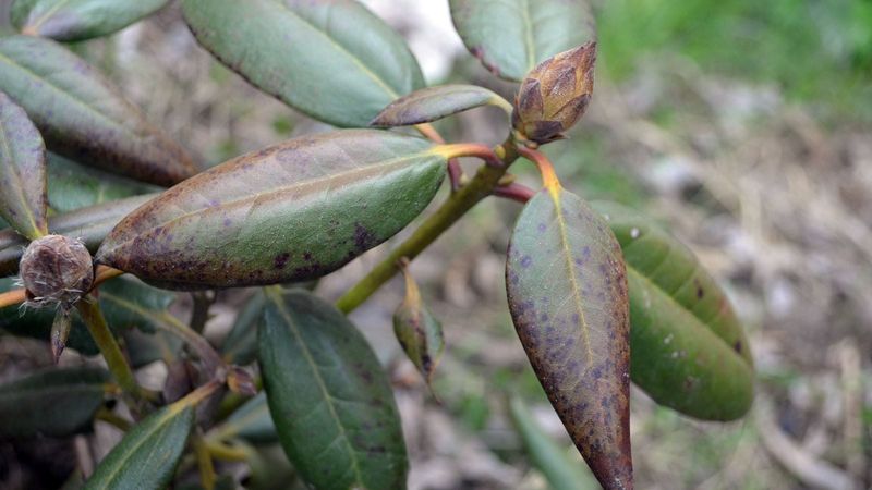 Leaves Can Curl Or Show Darkened Edges