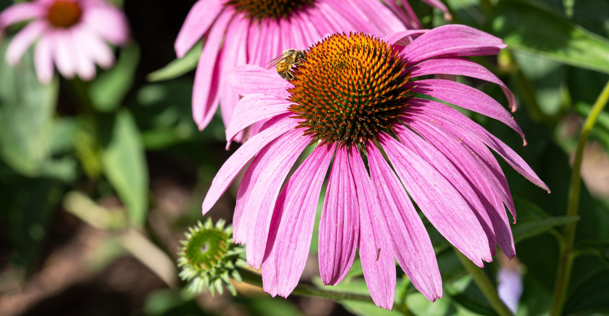 Flowers Ohio Gardeners Should Fertilize In April For Better Blooms