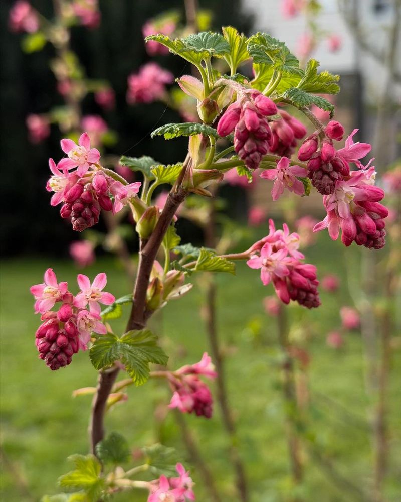 Red Flowering Currant Bursting With Early Spring Color